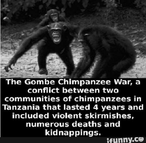 The Gombe Chimpanzee War That Lasted 4 Years image 2