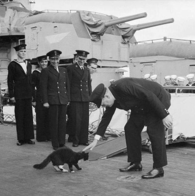Unsinkable Sam – The Cat That Survived 3 Ship Sinkings in WW2 photo 1