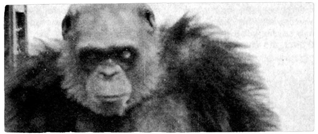 Bondo Ape – Five Possible Species of Chimpanzee image 1