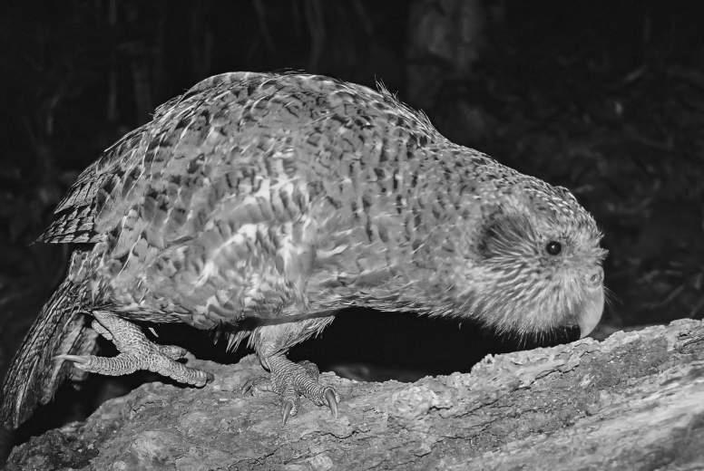 Kakapo Facts photo 1