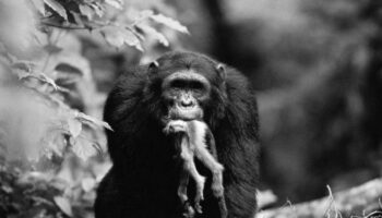 The Gombe Chimpanzee War That Lasted 4 Years image 0