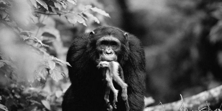 The Gombe Chimpanzee War That Lasted 4 Years image 0