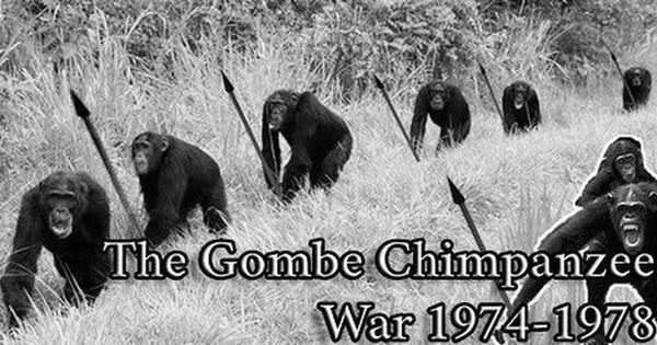 The Gombe Chimpanzee War That Lasted 4 Years image 1