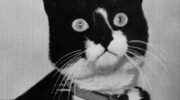 Unsinkable Sam – The Cat That Survived 3 Ship Sinkings in WW2 photo 0