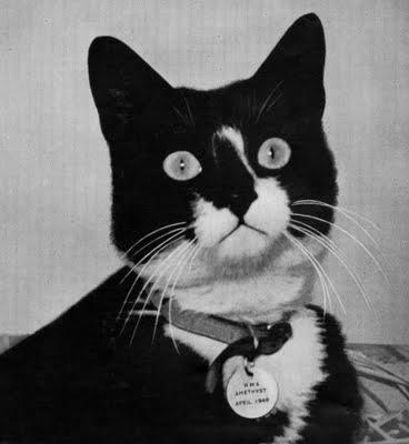 Unsinkable Sam – The Cat That Survived 3 Ship Sinkings in WW2 photo 0