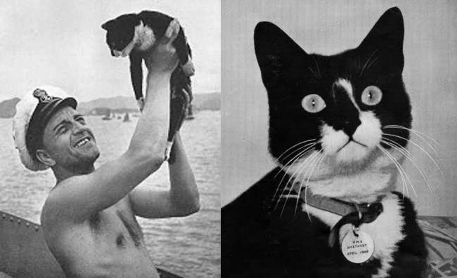 Unsinkable Sam – The Cat That Survived 3 Ship Sinkings in WW2 photo 2