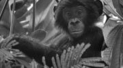 Bondo Ape – Five Possible Species of Chimpanzee image 0