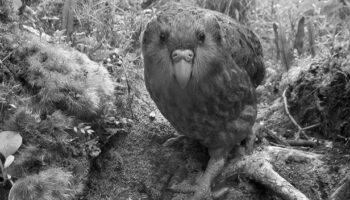 Kakapo Facts photo 0