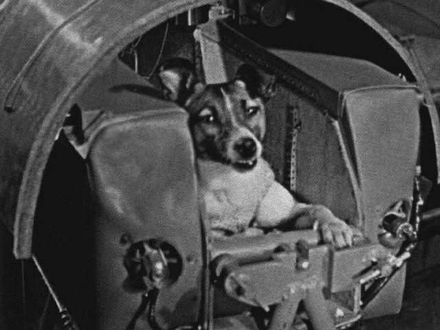 The First Russian Astronaut Dog image 0