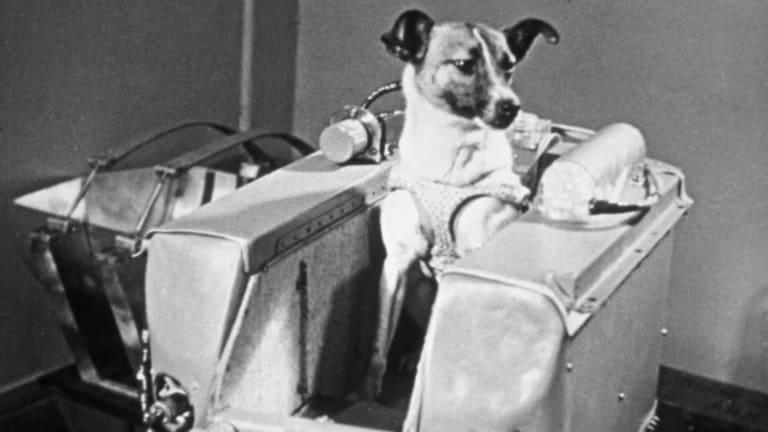 The First Russian Astronaut Dog image 1